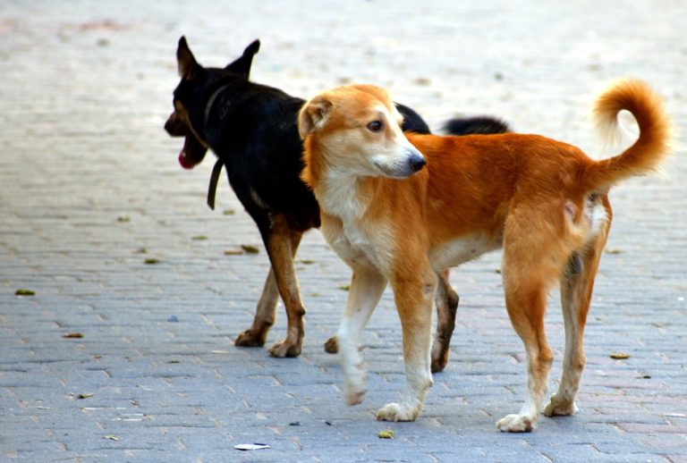 Vystrašení psičkári bijú na poplach: Svorka túlavých psov z Luníka IX ohrozuje obyvateľov susedného sídliska