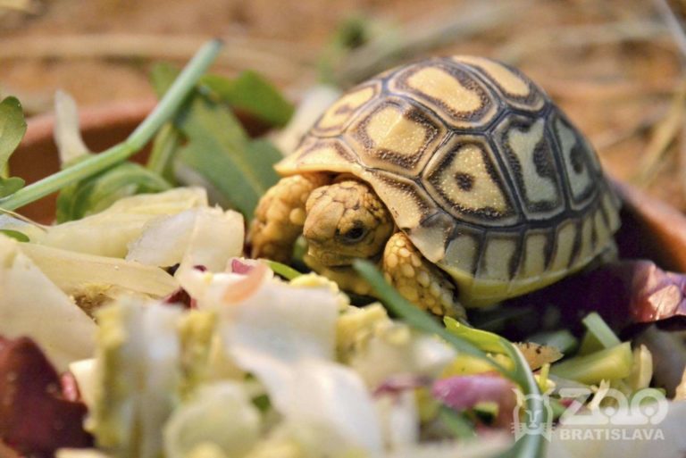 Zoologická záhrada pripravila na sobotu atraktívny program obohatený novinkami