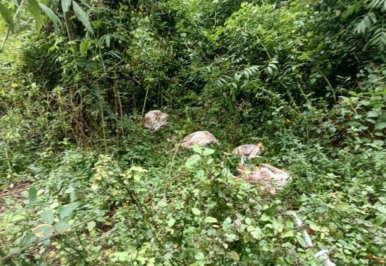 Kto mohol toto spraviť? Vedľa cesty vyhodili mŕtve zvieratá