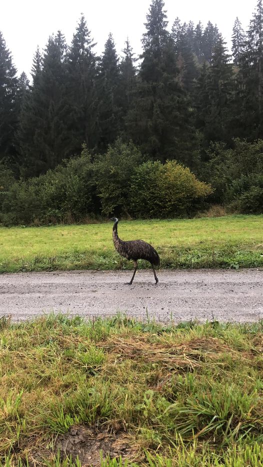 Netradičný tulák. Po Orave sa prechádzalo exotické zviera.