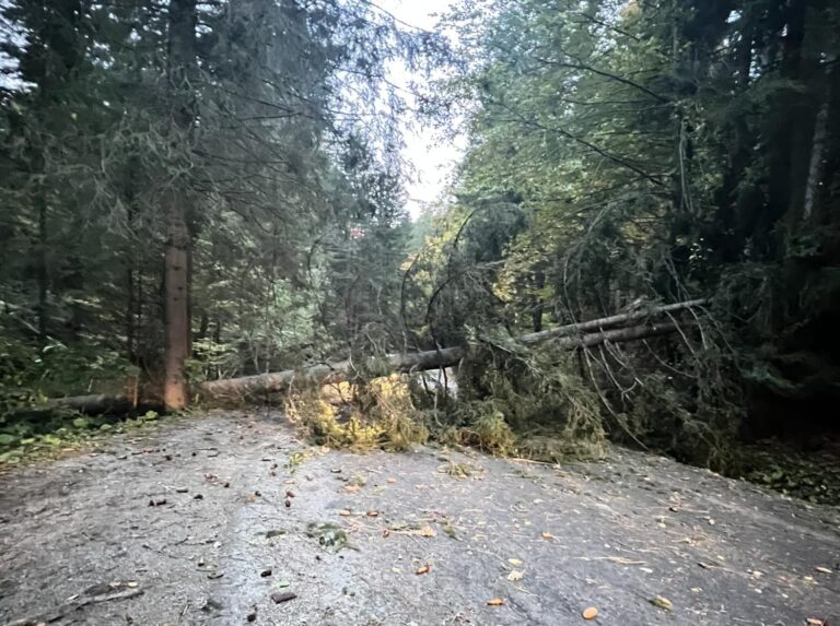 FOTO: Vietor na Orave skomplikoval dopravu. Na cestu padali stromy