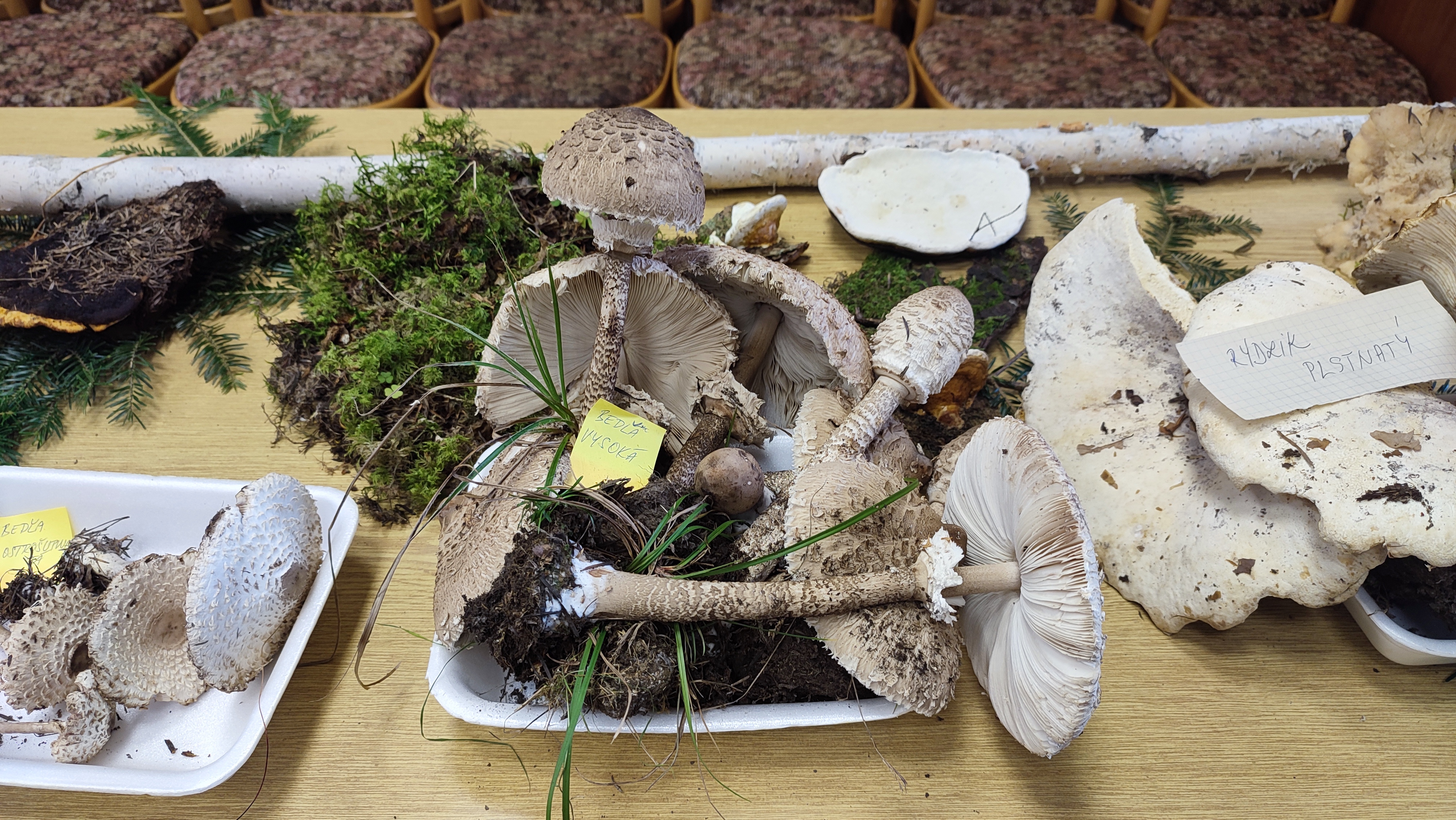 Najkratšia výstava, akú ste zažili: Zistite, kde sa dajú v Tatrách nájsť huby