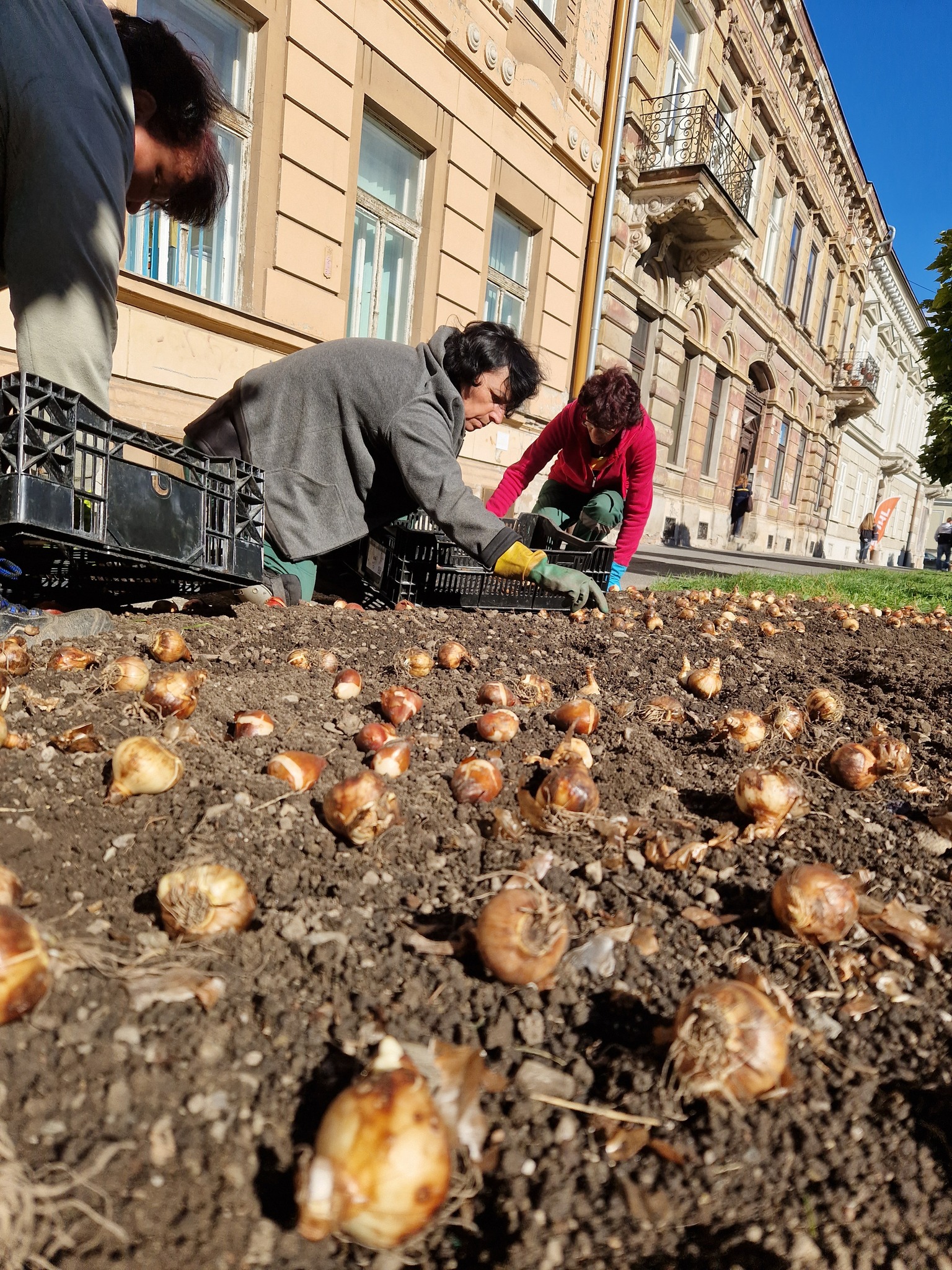 Košice zaplavili tisíce cibuliek. Na jar rozkvitnú