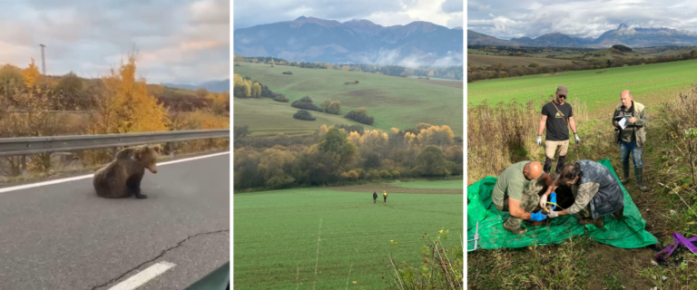 Až tri medvede skončili pod kolesami áut. Situácia bude horšia, varujú odborníci