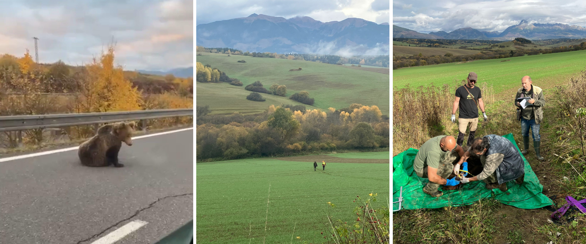 Až tri medvede skončili pod kolesami áut. Situácia bude horšia, varujú odborníci