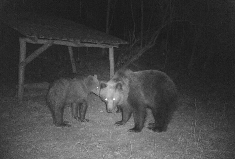 Starostovia bijú na poplach. Situácia s medveďmi je kritická, obrátili sa na vládu