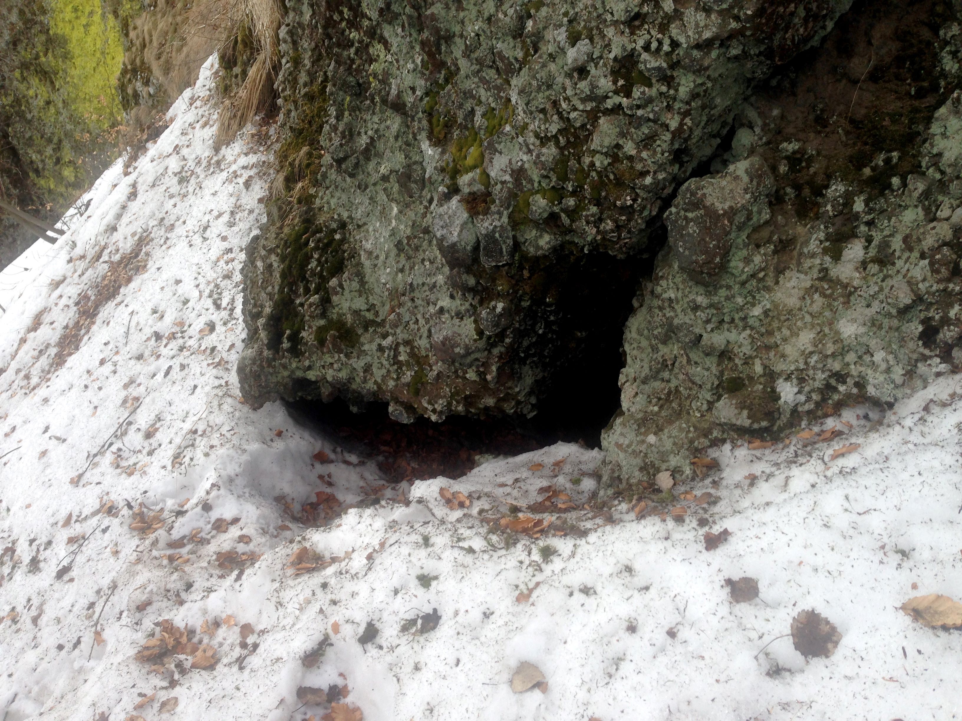 Medvede dopĺňajú zásoby pred zimným spánkom. Hmotnosť môžu zvýšiť až o 20 percent