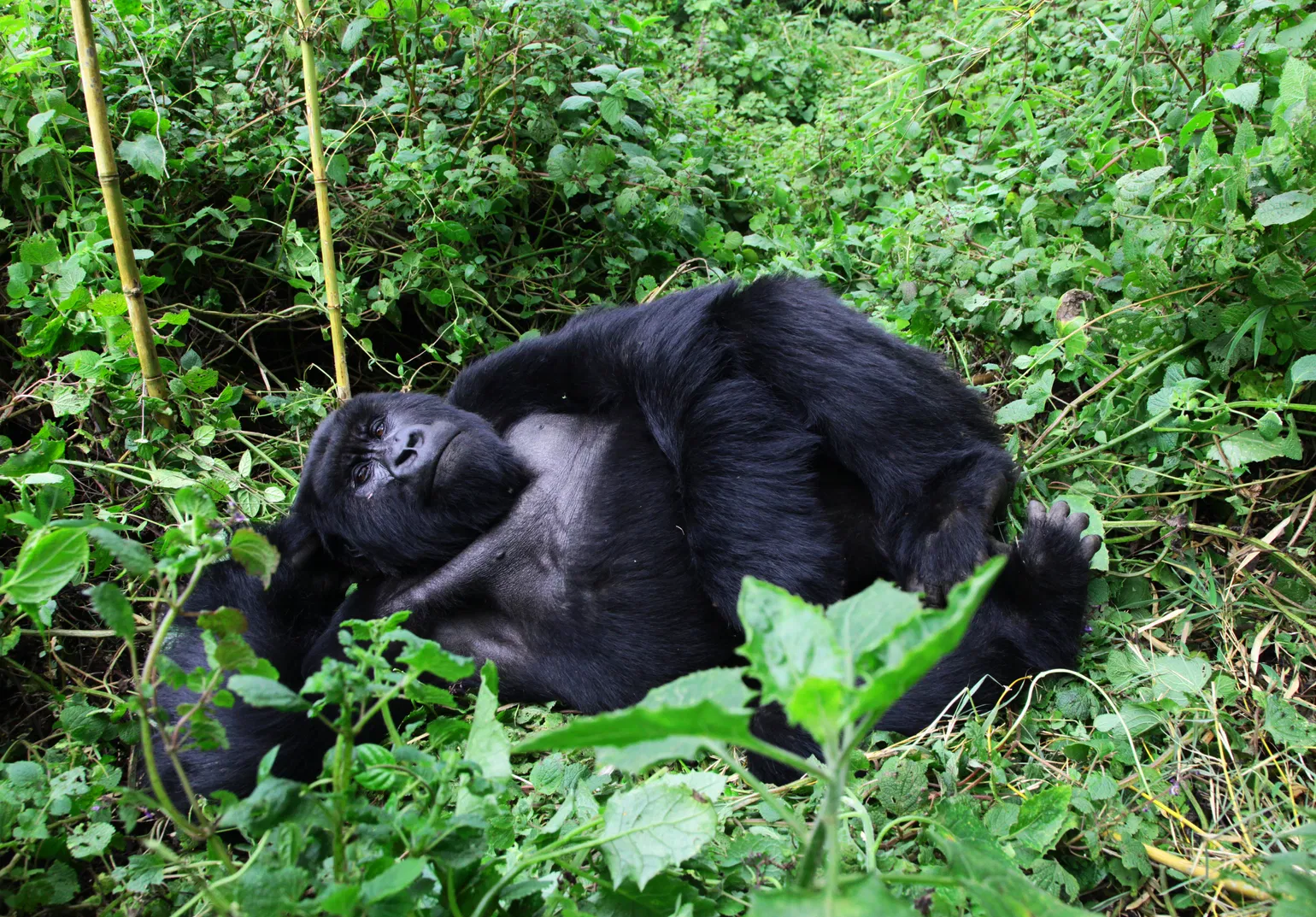 Festival Ekotopfilm-Envirofilm 2023 pozná svojich víťazov