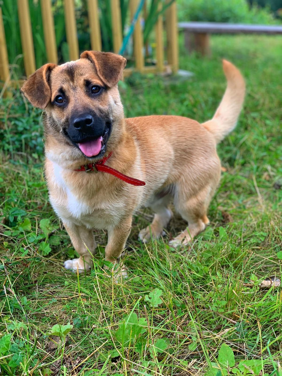 FOTO: Štvornohí bezdomovci. Láskavého domova sa tieto psíky možno nedočkajú