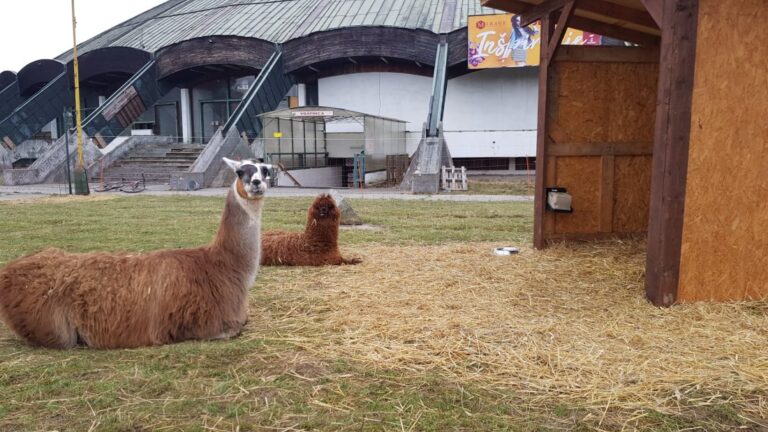 Poslanec Čepec otvorene o parkovaní, športe i jeho mini zoo v Žiline