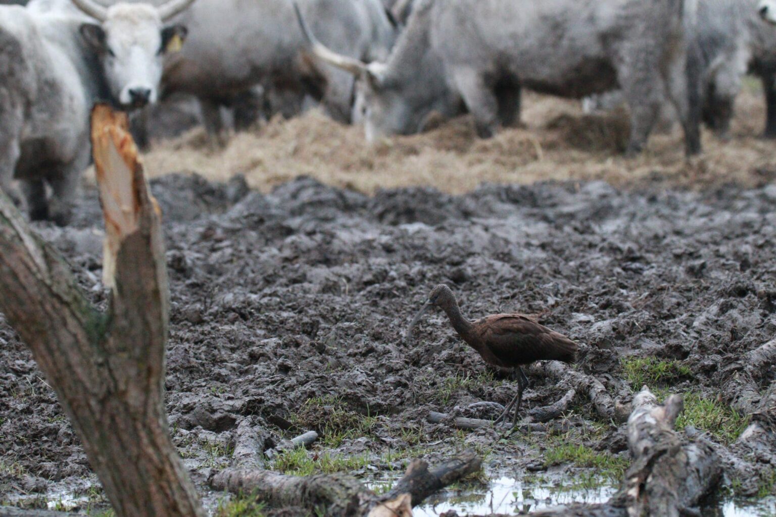 Na Slovensku mal hniezdnu premiéru ibisovec hnedý, ktorému sa zapáčilo na Senianskych rybníkoch. Foto: FB SOS/BirdLife Slovensko