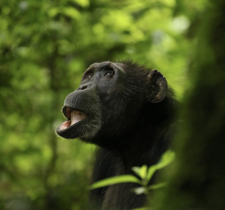 Štúdia odhalila, že šimpanzy sa delia o špeciálne ovocie