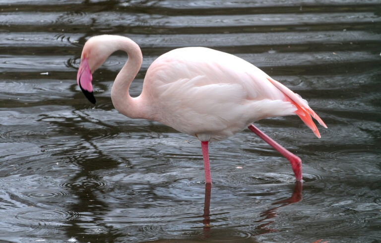 V bojnickej ZOO sa plameniak dožil 50 rokov, prežil aj niektorých zo svojich ošetrovateľov