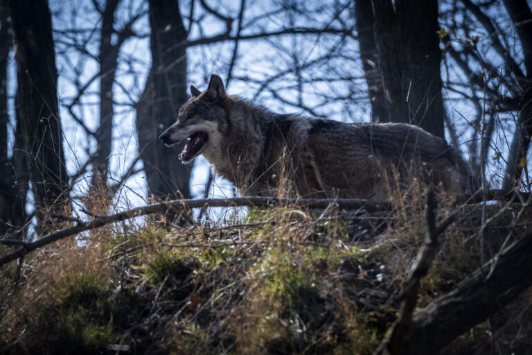 Zlikvidovali už niekoľko vlkov, enviroorganizácie lov kritizujú