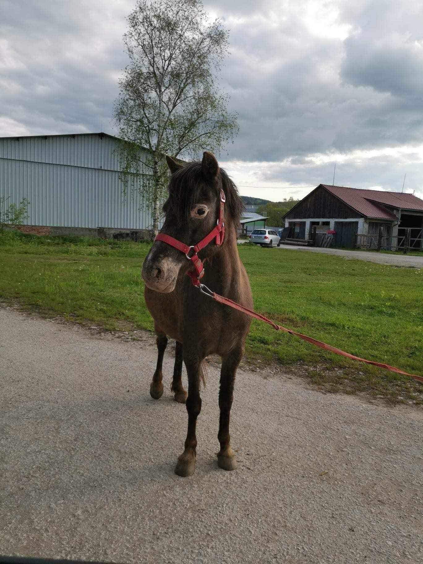 Na Kysuciach ušla kobyla poníka