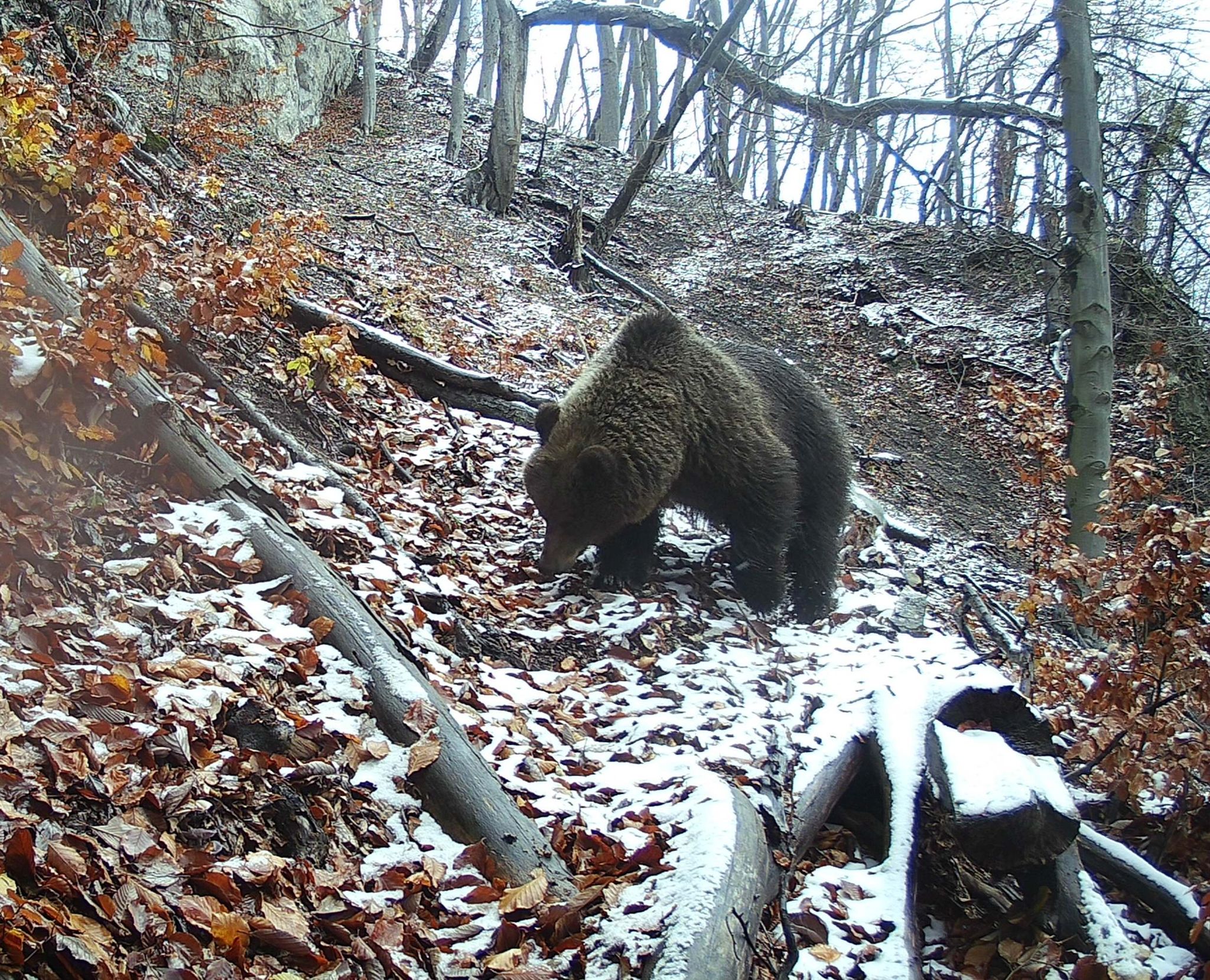 Osudná turistika: Muža na prechádzke s manželkou pohrýzol medveď