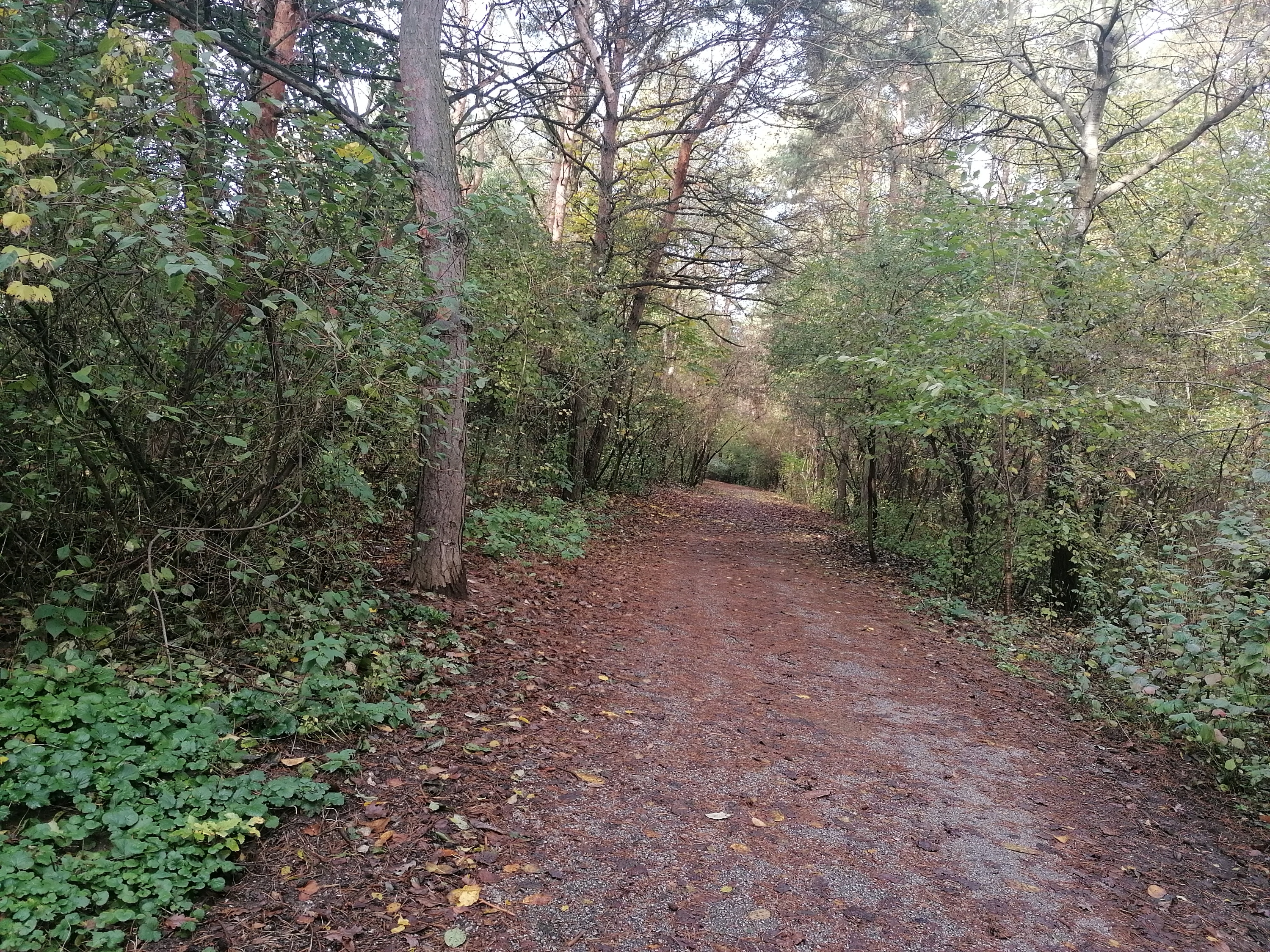 Čo vznikne v Borovicovom háji? Rozhodnú o tom aj občania