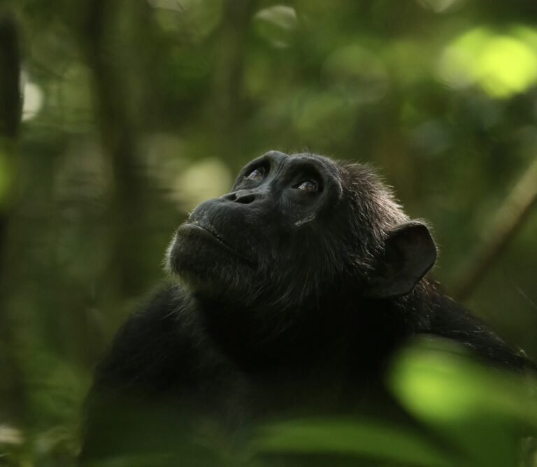 New York Times: Aj šimpanzy prechádzajú menopauzou. Nový výskum mení doterajší pohľad na evolučnú teóriu