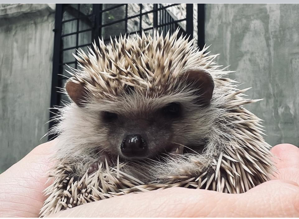 Ježkoterapia: Ježko Rendy pomáha prešovským deťom