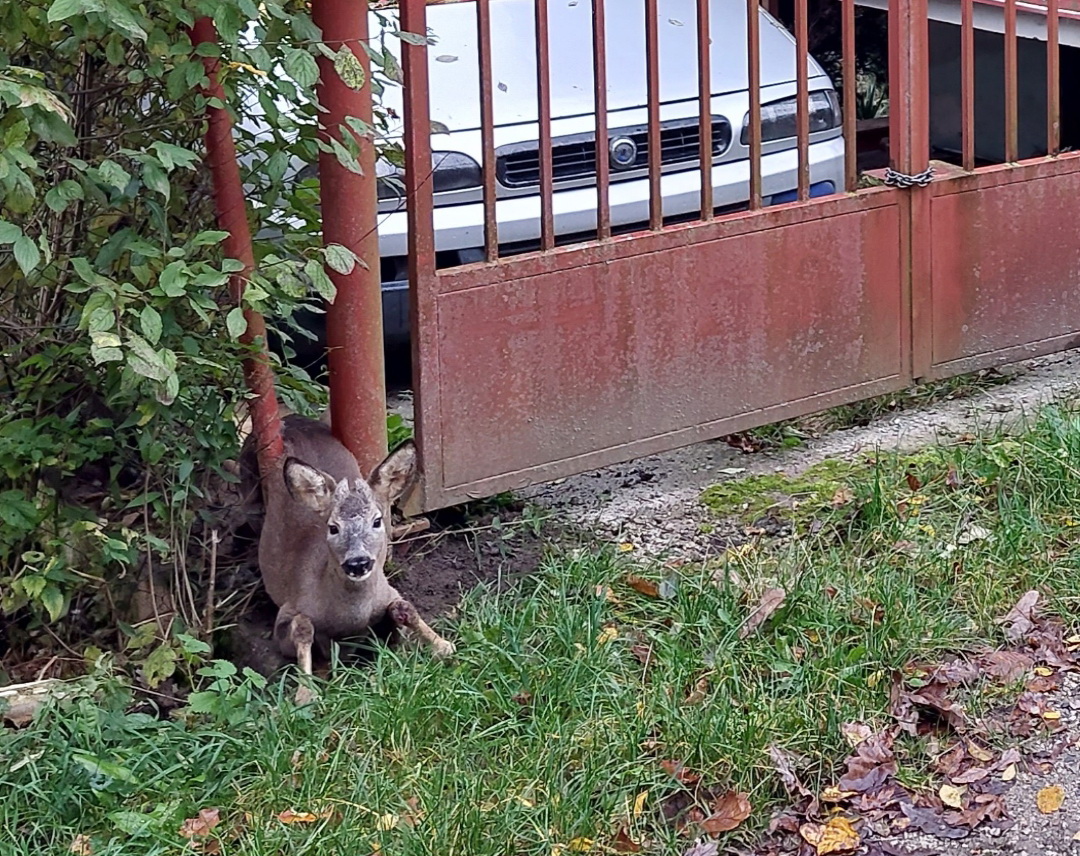 Košickí lesníci zachránili zakliesneného srnca. Ako v takých prípadoch postupovať?