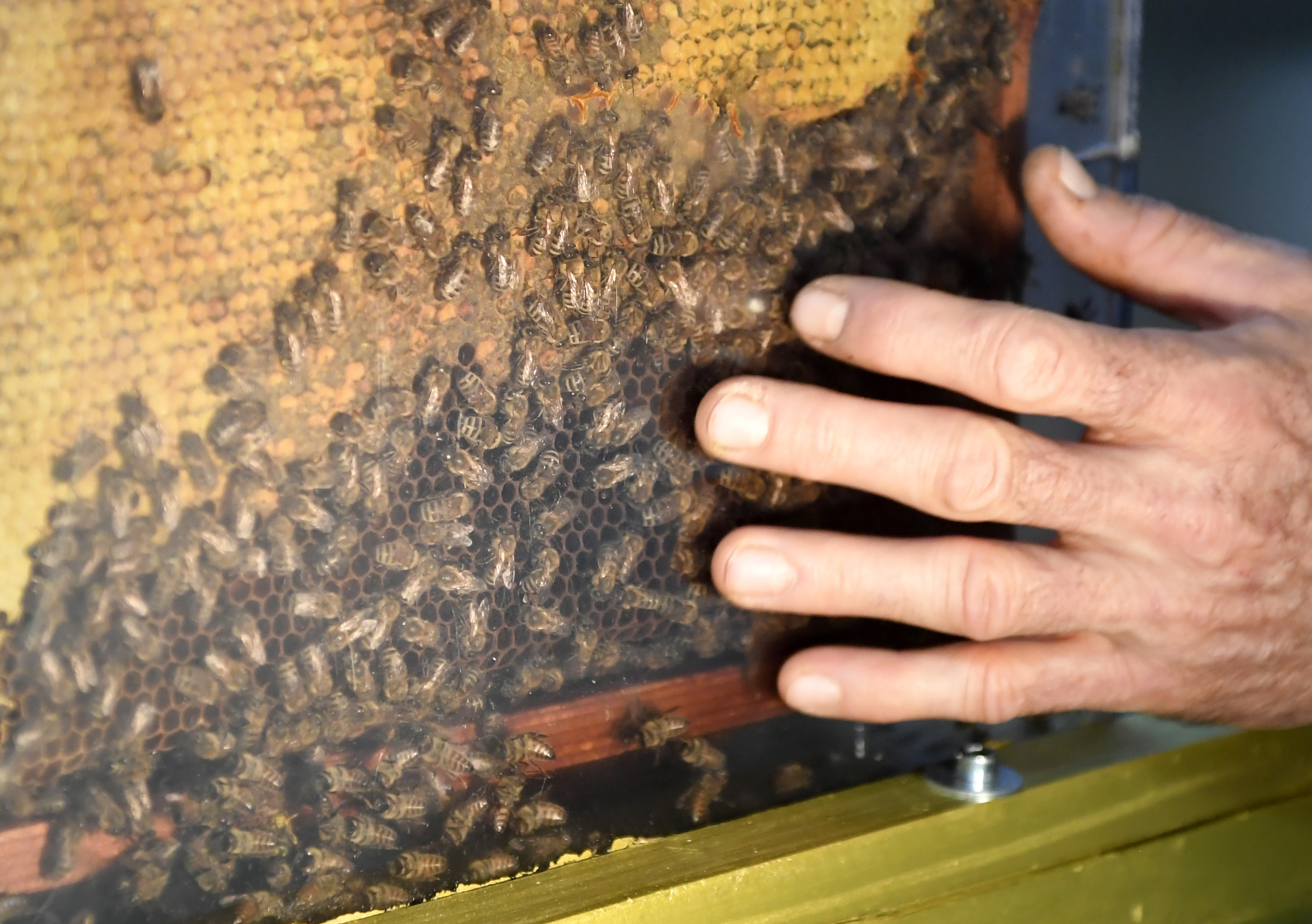 Botanickú záhradu obsadili včely. Venovali im výstavu