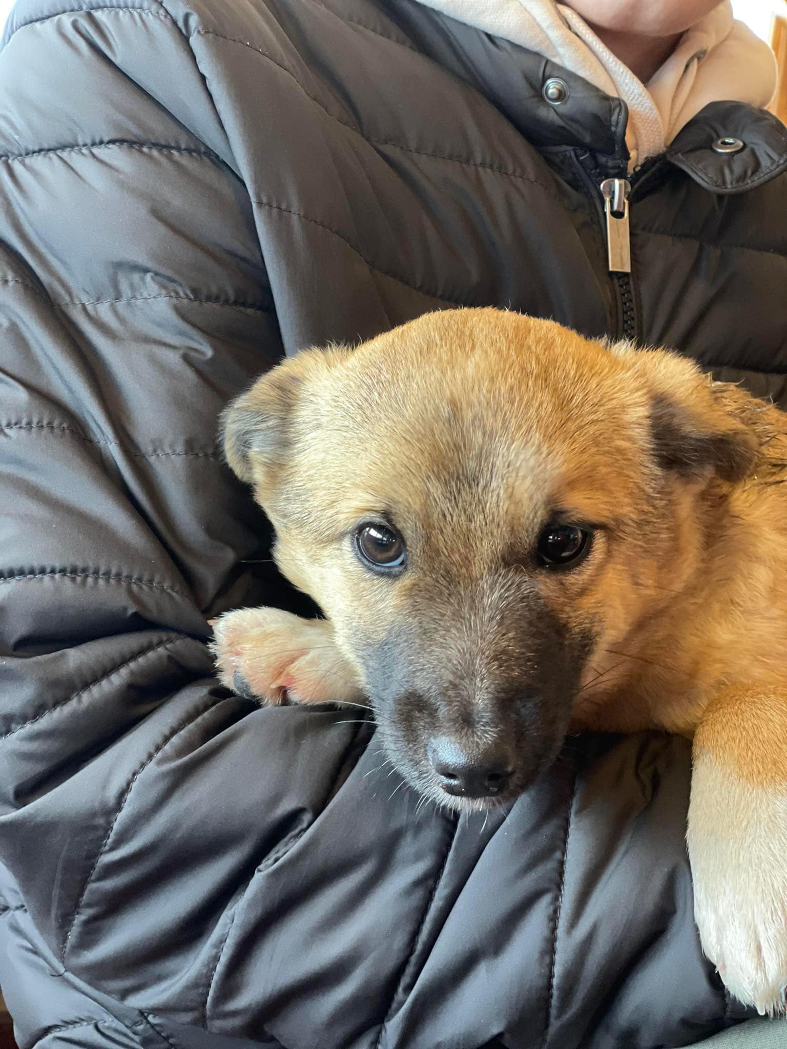 Opustené šteniatko sa brodilo v hustom snehu