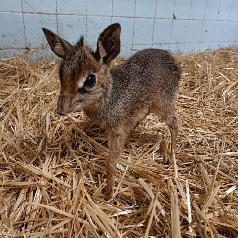 Bratislavská zoo má nový prírastok. Známemu druhu antilopy sa narodilo mláďa