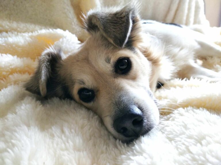 Pes môže zo stresu utiecť: Útulok radí, ako postupovať počas silvestrovských osláv