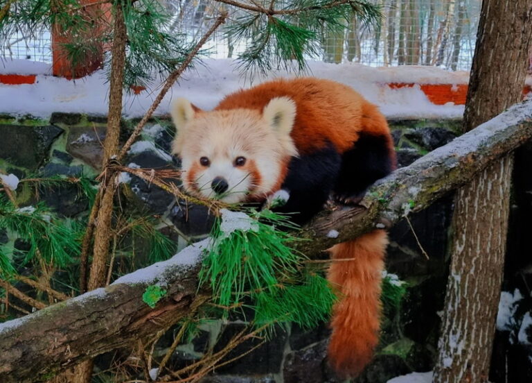 Košická zoo má nový prírastok. Na tento netradičný druh zvieraťa sa môžete tešiť