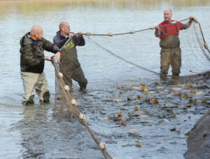 Odborník vysvetľuje: Nevracajte slobodu kúpeným vianočným kaprom, nie je to dobrý skutok