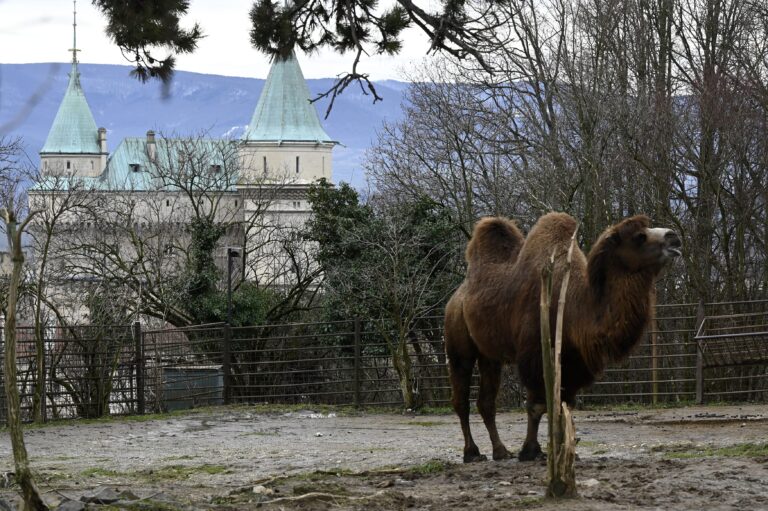 Bojnická zoo má dôvod na radosť: Státisíce návštevníkov a lákavé prírastky. Čo pripravuje na tento rok?