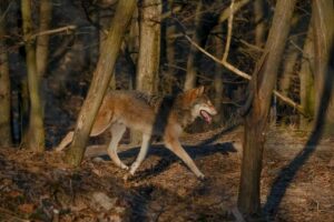 Prídete sa zoznámiť s vlkmi? Do života svorky môžete nahliadnuť očami odborníka. Čo všetko ponúka víkend?