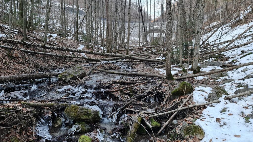 Popadané stromy v lokalite Čertova dolina. Foto: Branislav Caban