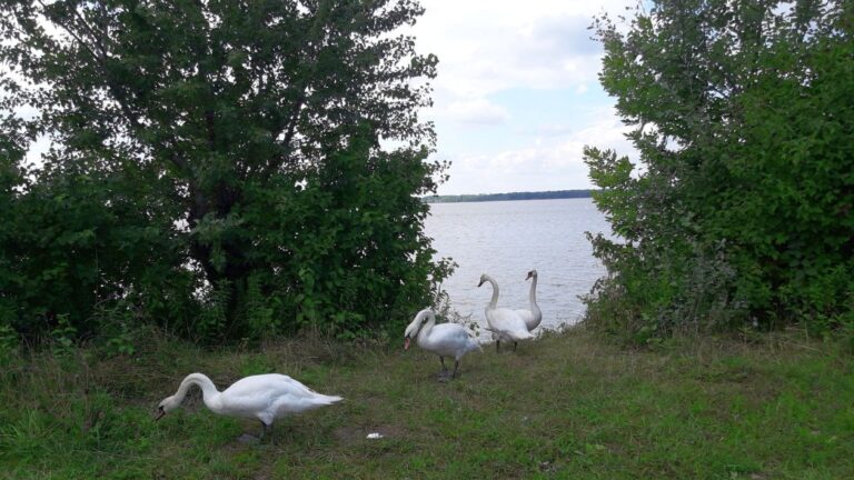 Vtáčia chrípka v Devínskej Novej Vsi. Chovatelia by si mali dať pozor