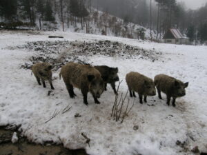 V Košiciach sa opäť začali objavovať diviaky. V meste majú ľahko dostupnú potravu