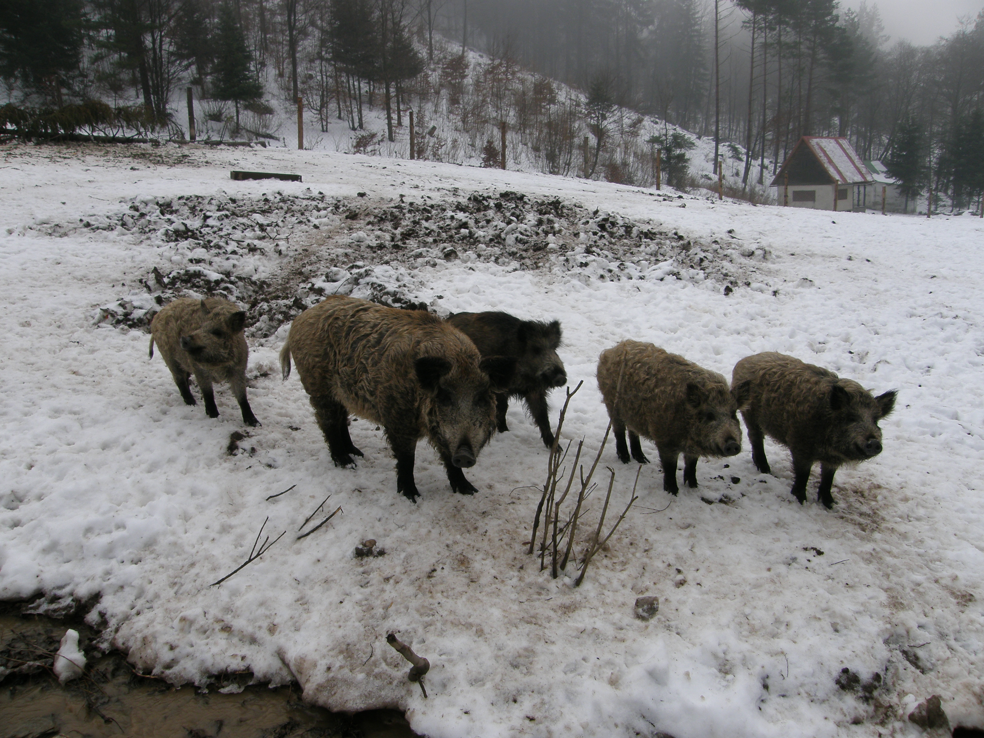 V Košiciach sa opäť začali objavovať diviaky. V meste majú ľahko dostupnú potravu