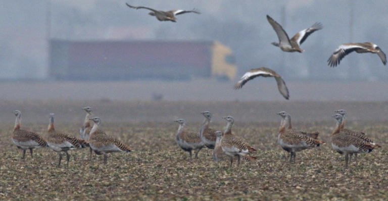 Na Sysľovských poliach narátali rekordný počet vzácnych dropov. SOS/BirdLife