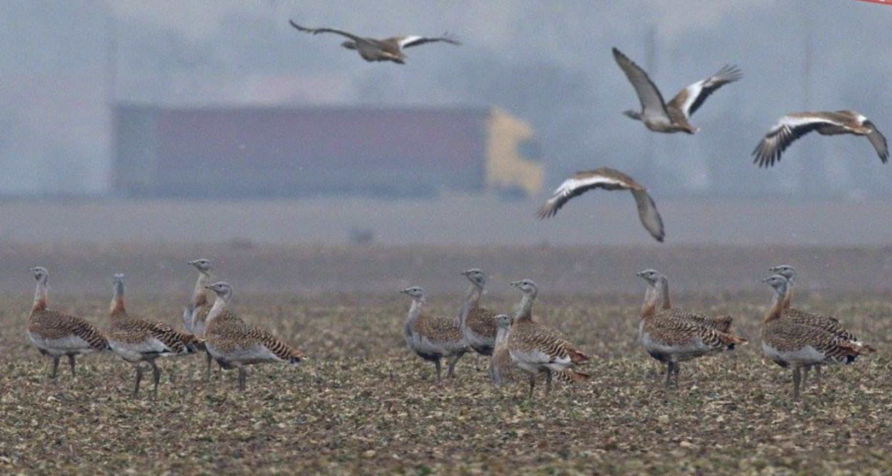 Vtáči rekord, ktorý môže potešiť všetkých Bratislavčanov