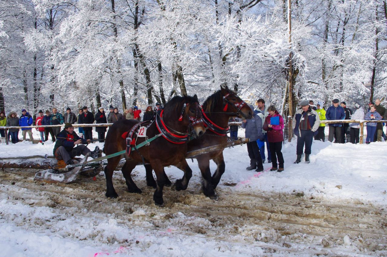 Pozvánka: V Hriňovej ukážu majstrovstvo furmani a ťažné kone