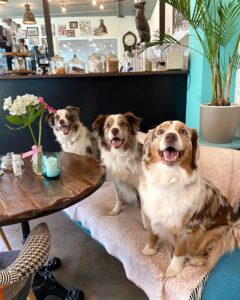 Boli ste už v kaviarni či škôlke pre psy? V HAFparku sú štandardy vyššie ako v škôlke pre deti