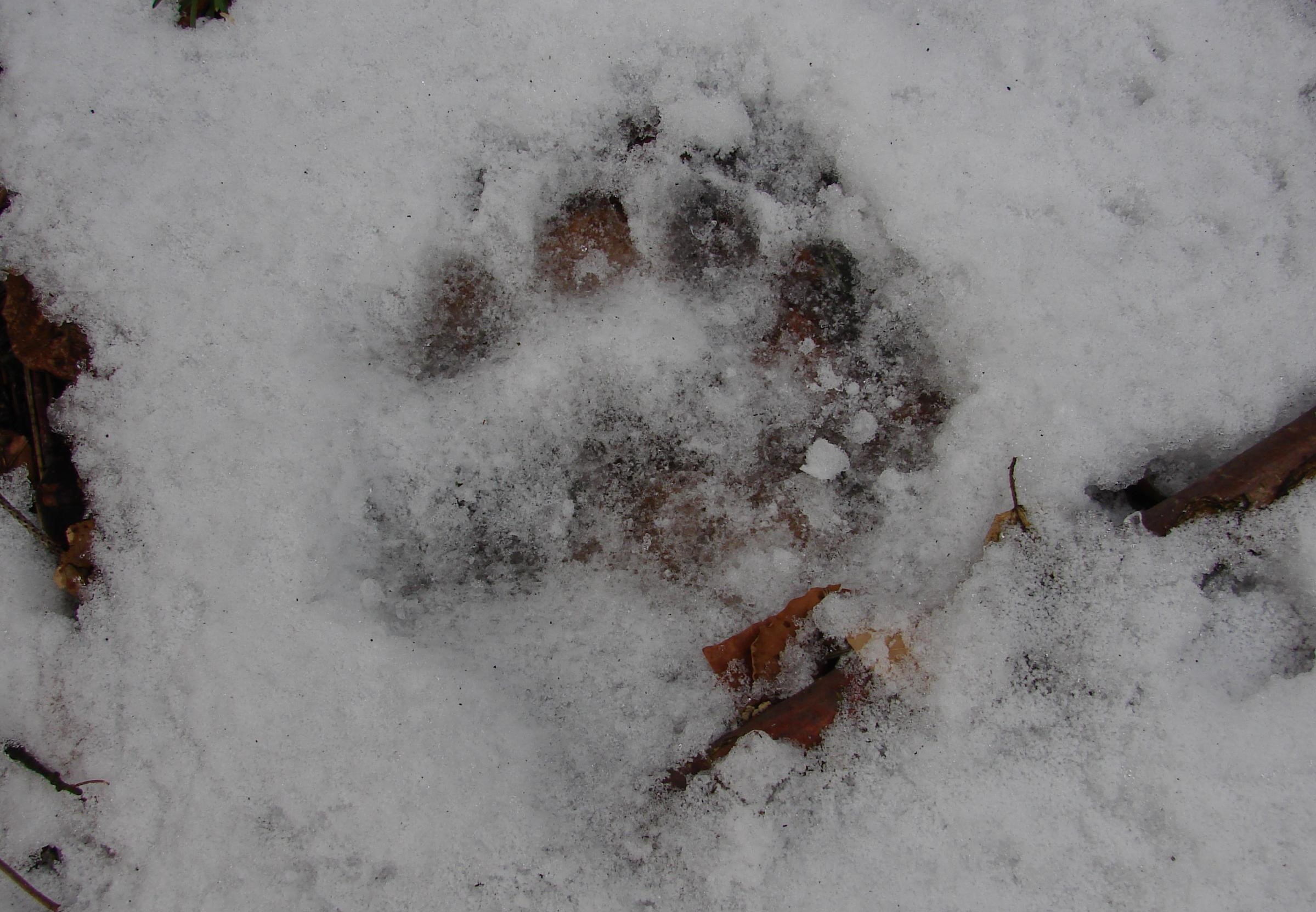 Činnosťou zásahového tímu pod Poľanou sú zatiaľ preventívne aktivity