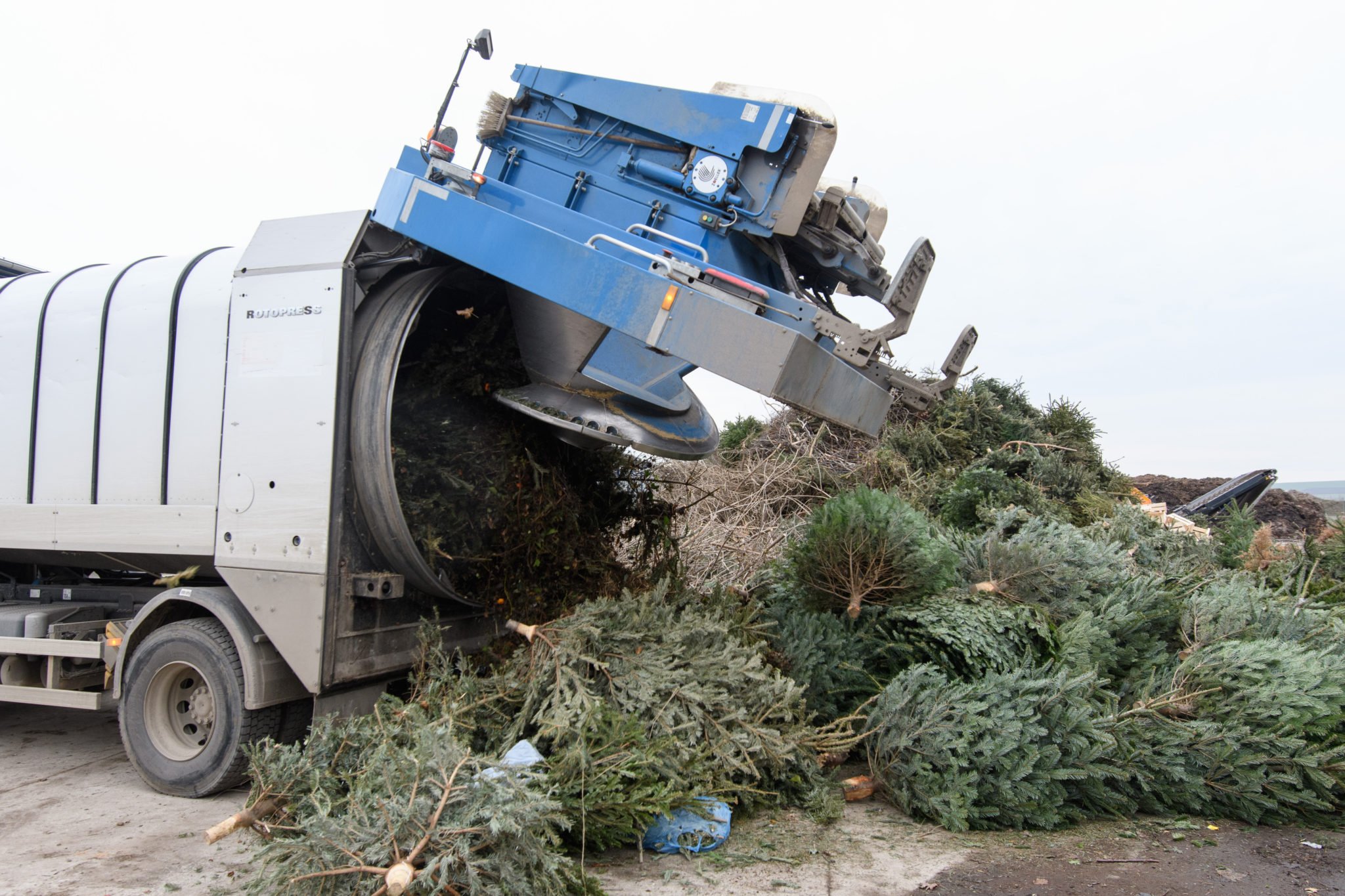 Banská Bystrica: Kedy začne samospráva so zberom živých vianočných stromčekov?