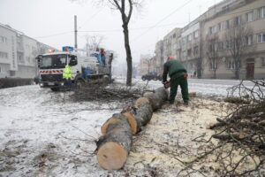 Pokračuje veľký výrub na Štúrovej, výsadba v meste odráža aj zmeny klímy