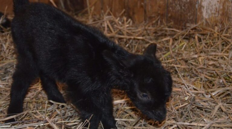 Prvým prírastkom v košickej zoologickej záhrade sa v tomto roku stalo mláďa kozy kamerunskej