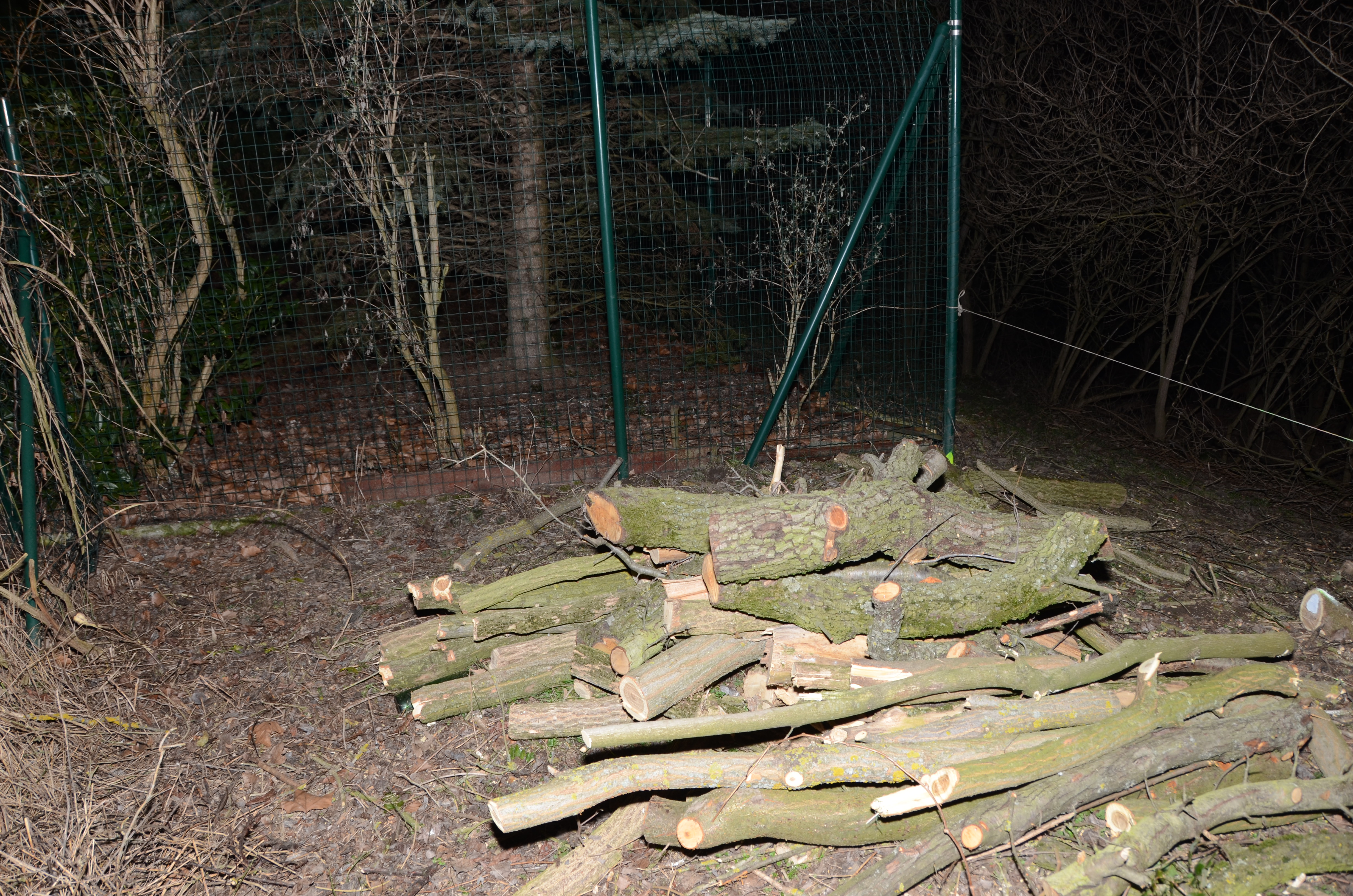 Vyrúbal šestnásť agátov. Enviropolicajti ho už obvinili a hrozia mu tri roky vo väzení