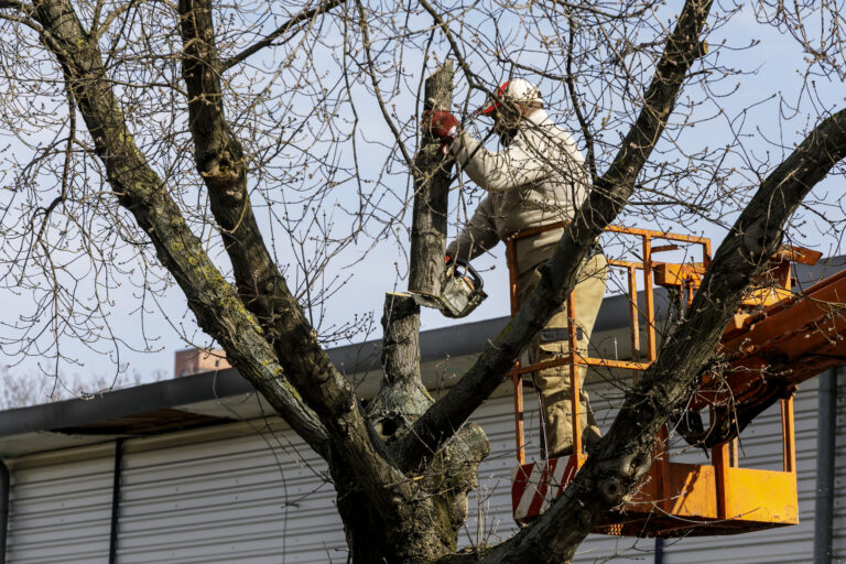 V Trenčíne budú rekonštruovať plynovody. Odstránia pri tom niekoľko stromov