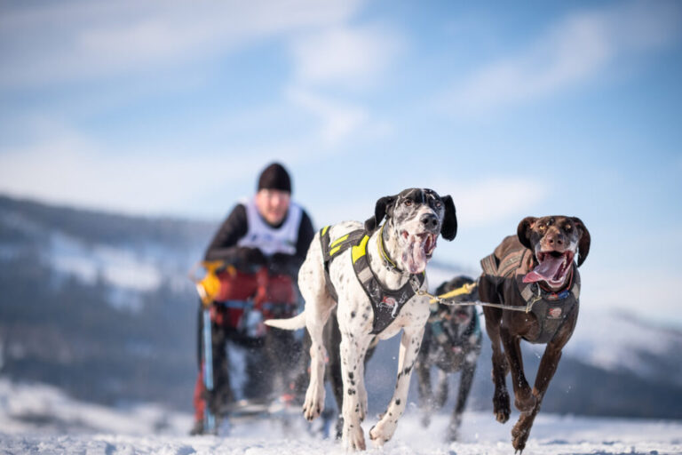 Tradičné psie záprahy na Orave tento rok nebudú