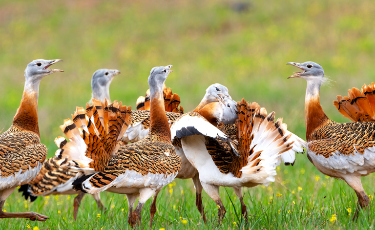 V chránenom území Sysľovské polia zimuje viac ako 580 vzácnych dropov. Je to ich posledné útočisko u nás