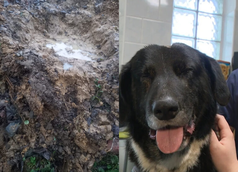 Príbeh psa, ktorý otriasol celým Českom. Benny sa z hrobu vyhrabal po niekoľkých dňoch