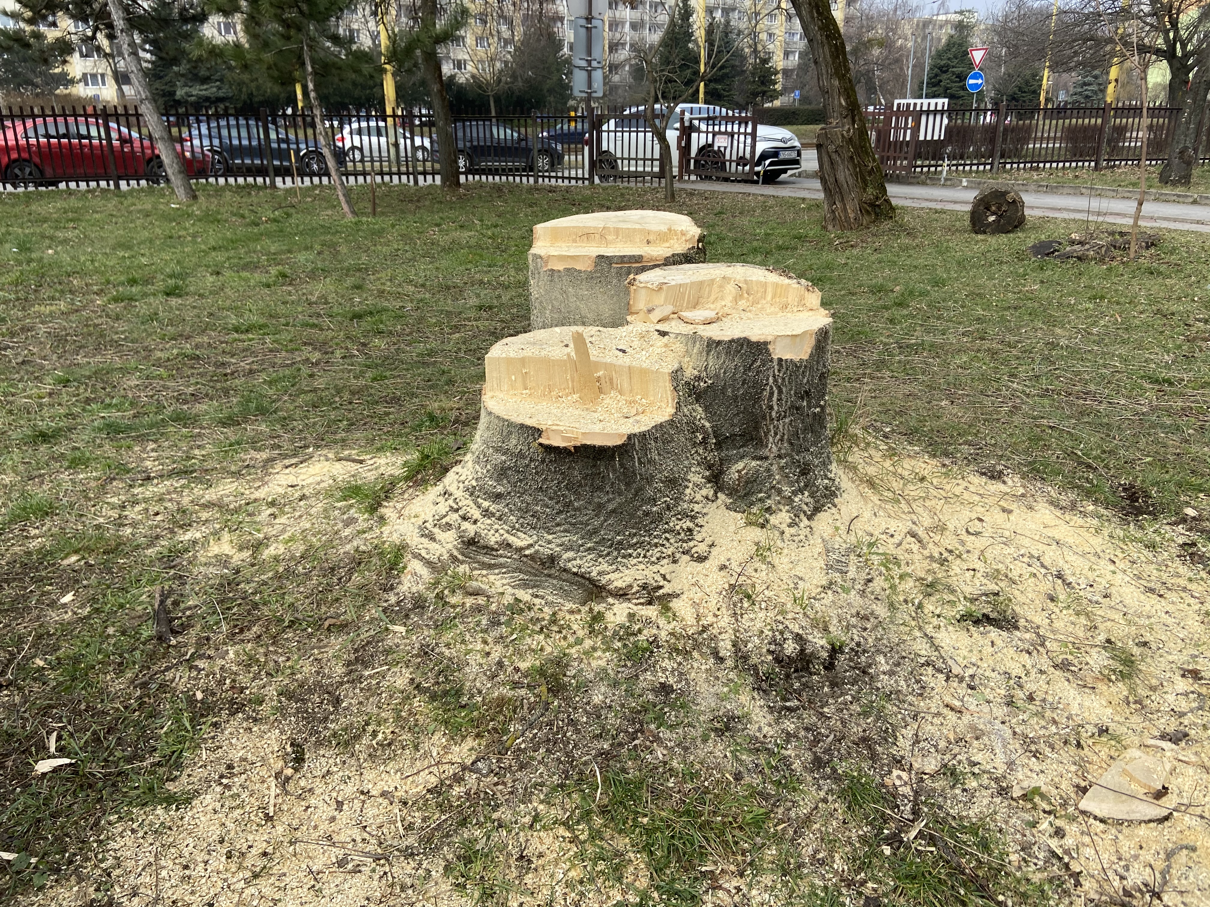 Nespokojný Košičan. Nepozdáva sa mu výrub takmer dvadsiatky zdravých stromov